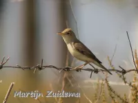 Grote vale spotvogel [Hippolais languida]